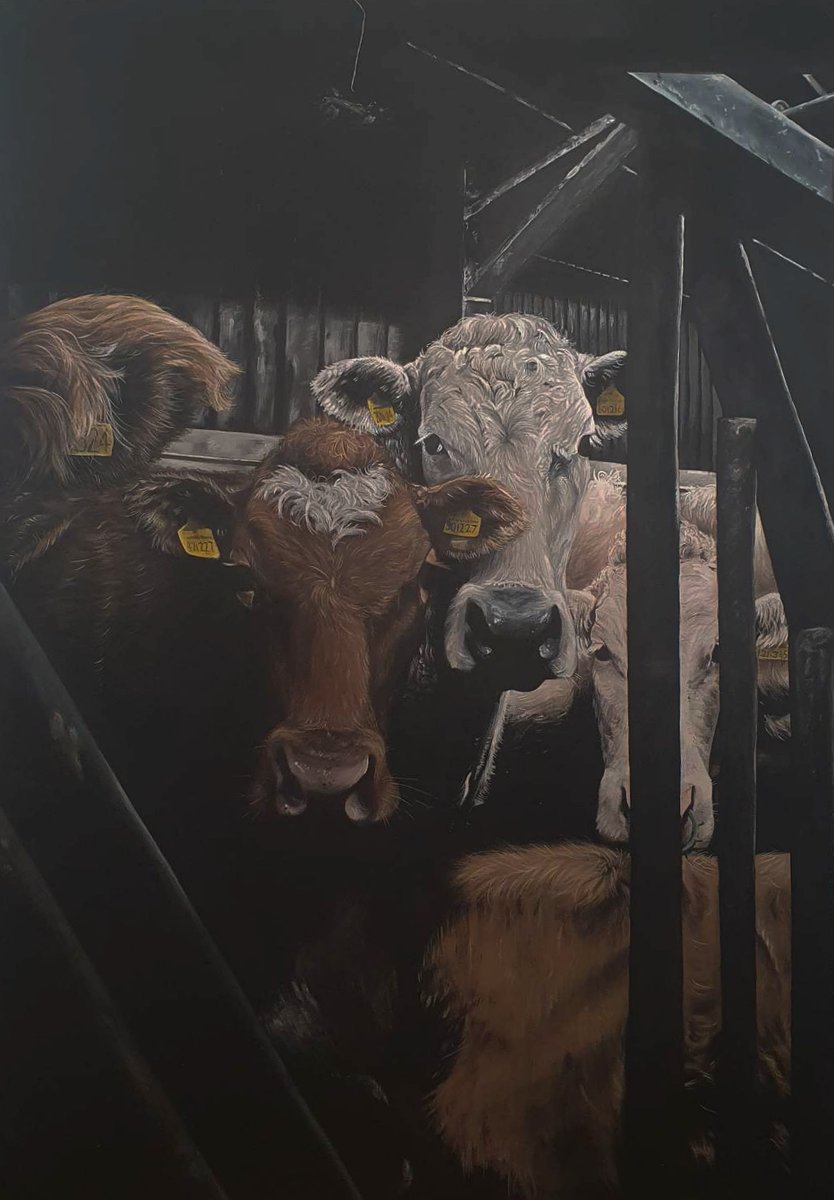 This is the last week to see Showcase highlighting the art work produced by senior pupils at Kirkwall Grammar School and Stromness Academy. Open Tues-Sat 10.30am-5pm. Admission Free Image: Sasha Ritch (S6 Stromness Academy) Cows in the Byre © the artist #PierArtsCentre