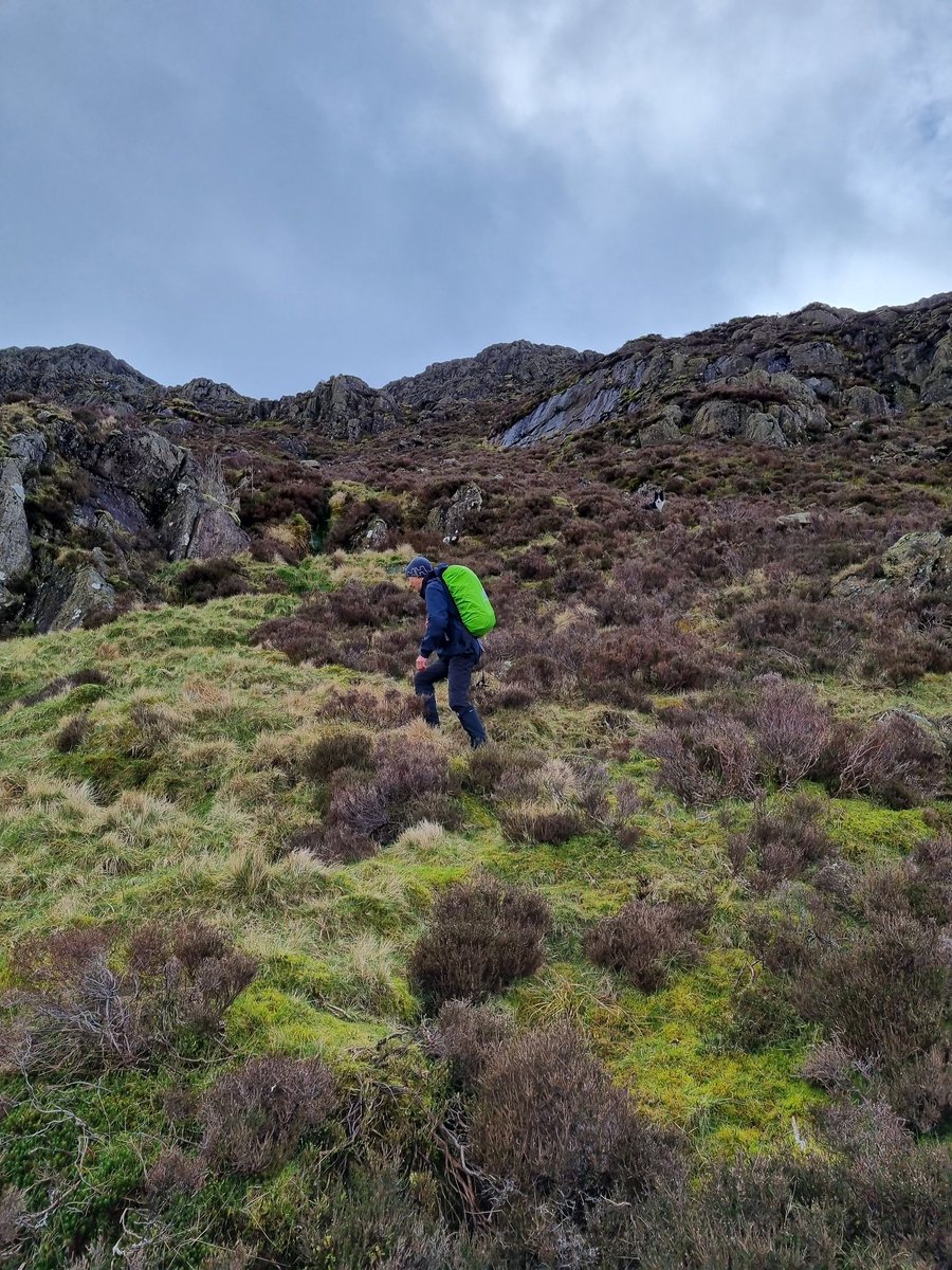 We checked out Harter Fell yesterday, looking for remnant montane species and making a 20 year plan for getting more up there. @MontaneWoodland @EadhaAspen @PeteBarron2 @GardenerSier