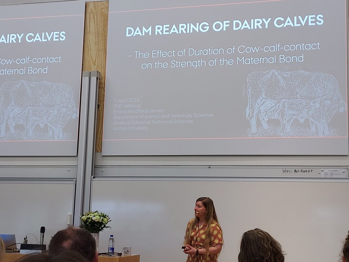 Super interesting PhD defense by our own @EmmaHvidtfeldt on the maternal bond between cow and calf #AnimalWelfare @TechSci_AU @Husdyrforskning