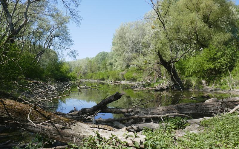 📻 Learning from the river: restoring the Danube 🌊 We're delighted to share the new episode of the MERLIN Podcast, which follows the ambitious restoration work taking place along the banks of the Danube River in Austria 📢Tune in: freshwaterblog.net/2024/04/09/mer…