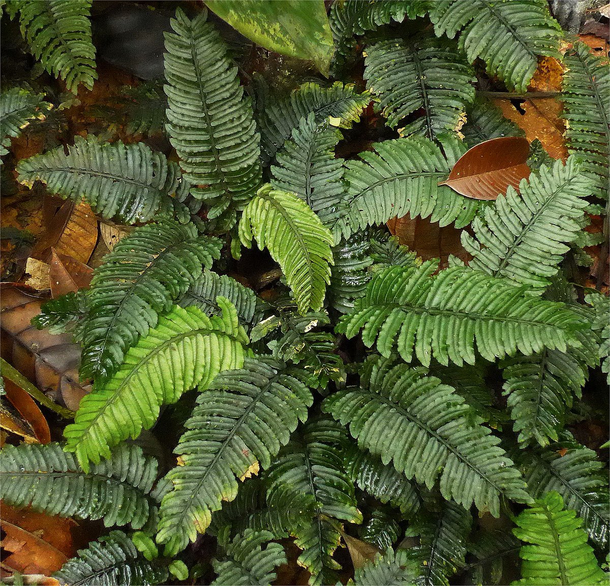 We've made a couple of posts on fruits, however we are mindful of #botanists working on less...mhhhh...fruitful plants! Checkout these new species of #Neotropical #ferns #openaccess @KewBulletin doi.org/10.1007/s12225…