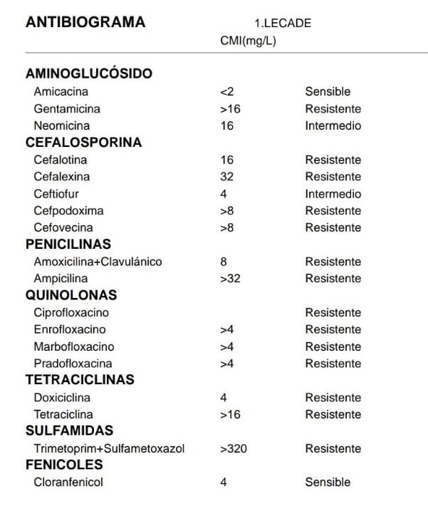 🐶Aislada una cepa #superresistente de 'Leclercia adecarboxylata' en un urocultivo de un animal doméstico. Estos datos ponen de manifiesto la importancia de tratar la #ResistenciaAntibióticos desde una perspectiva #OneHealth 🌱🧍🐈