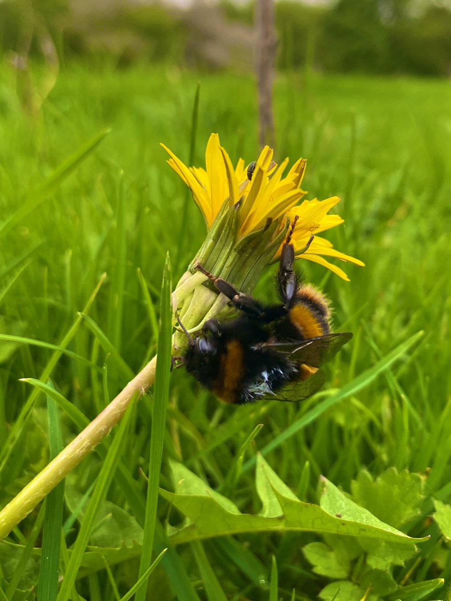Fantastic day out catching, IDing, and weighing some springtime 🐝🐝🐝 with @nnynnk Very excited to see what comes of all the hard work! #bombus #bees #pollinators