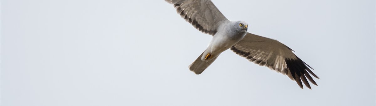 The 2023 Hen Harrier survey results have been revealed. More than 650 territorial pairs were recorded across the UK in 2023 - a 20% increase since 2016 - but illegal persecution continues to stifle their recovery. Read more in our #NaturesAdvocates blog: community.rspb.org.uk/ourwork/b/natu…