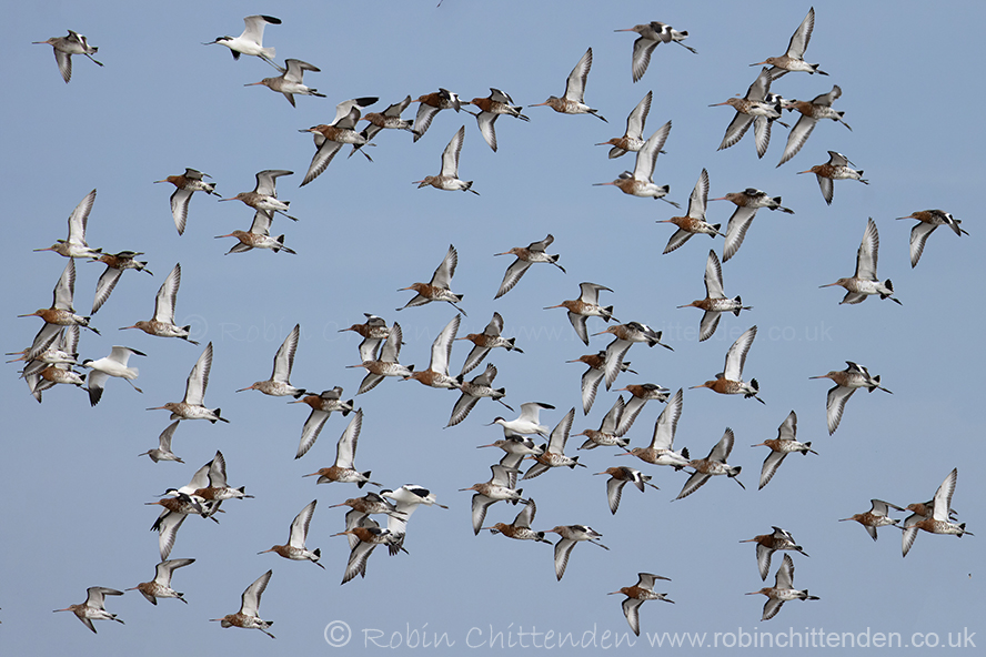 March bird news has been uploaded to birdlineeastanglia.co.uk Please click on the heading 'Birdline East Anglia' & scroll to the county of your choice. Long-billed Dowitcher @NWTCleyCentre March 2024 with Black-tailed Godwits & Avocets. Can you spot it?