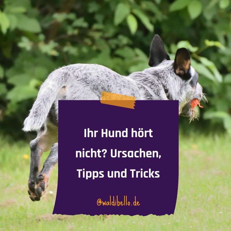 WaldiBello's tweet photo. 🐾 Aufgepasst, liebe Hundefreunde! 🐶📢 Haben Sie auch manchmal das Gefühl, dass Ihr treuer Begleiter nicht auf Sie hört?

https://t.co/DI4Ybrv0BH

#WaldiBello #Hundeerziehung #Hundepflege #Hundeliebe #Hunde https://t.co/hBsGpw3usw