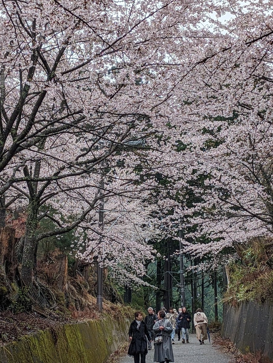 吉野水分神社の枝垂れ桜🌸

金峯神社の桜🌸