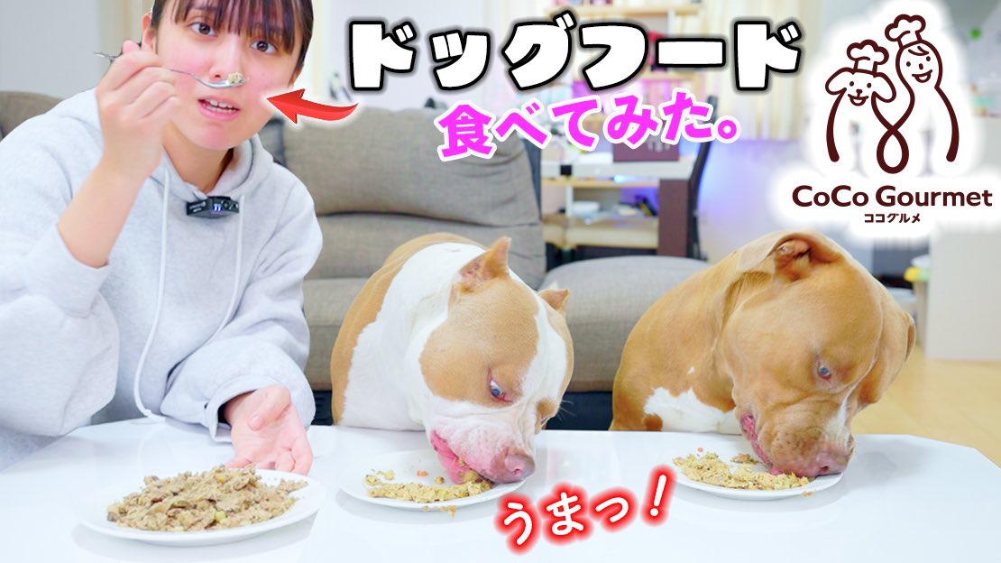 RikuChannel_'s tweet photo. ロッキーレイがご飯を注文？美味しすぎてロッキー大興奮！【ココグルメ】【アメリカンピットブル】 https://t.co/qT8oNQLYVy @YouTubeより

美味しすぎてロッキーとレイが大興奮！是非YouTubeで見てね✨ https://t.co/eWXlea57aN