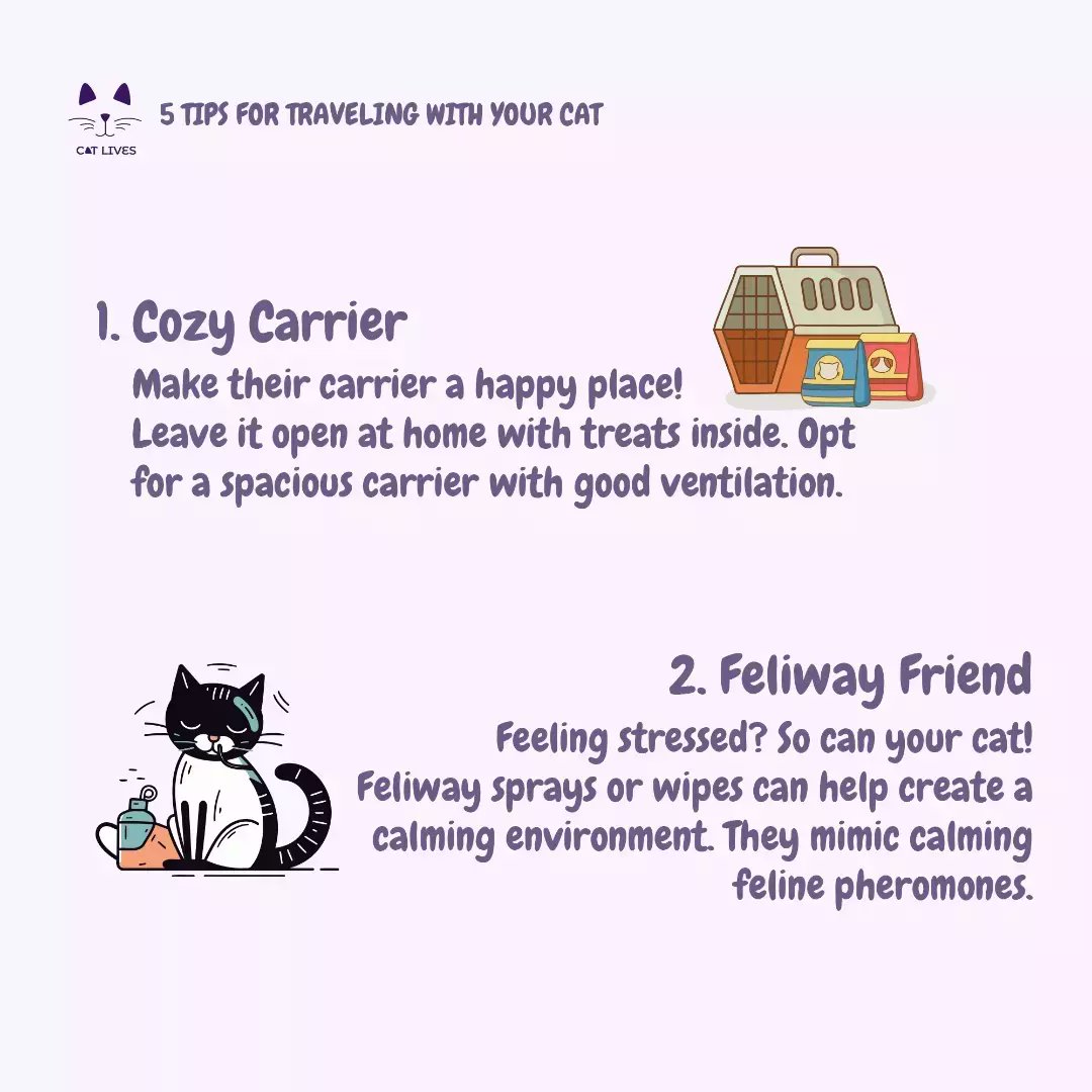 CatlivesUK's tweet image. Planning a purrfect adventure with your feline friend? We've got 5 tips for stress-free cat travel!
➡️Follow us for more  on Everything Cat 
#TravelWithCats #PetTips #CatsOfTwitter #CatsOfX #Cat