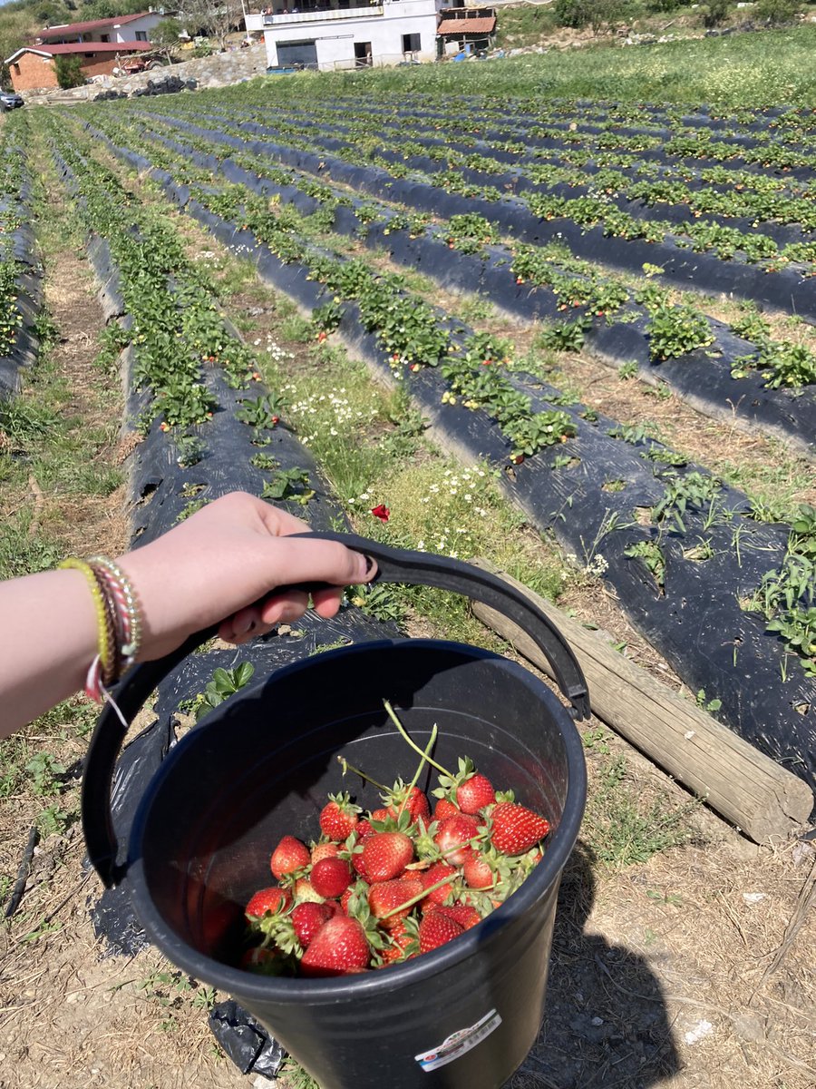 kafayi kirip koye geldim cilek topluom
