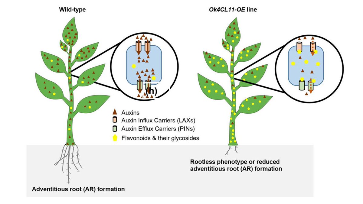 Ocimum is a plant genus of aromatic herbs & shrubs containing phenylpropanoids. 4-Coumarate-CoA Ligase (4CL) functions in their biosynthesis pathway. Here, Lavhale et al. analyse the role of 4CL in root growth doi.org/10.1111/tpj.16… @wileyplantsci @SEBiology