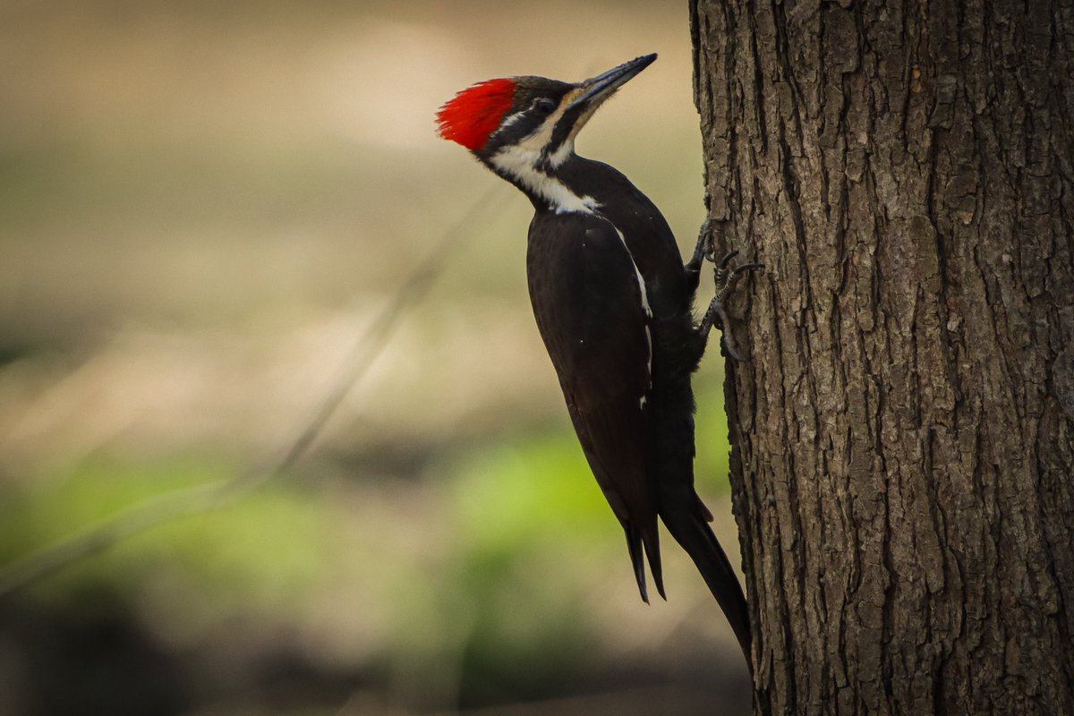 Another shot of this lovely lady. #birds #birding #birdphotography #BirdsOfTwitter