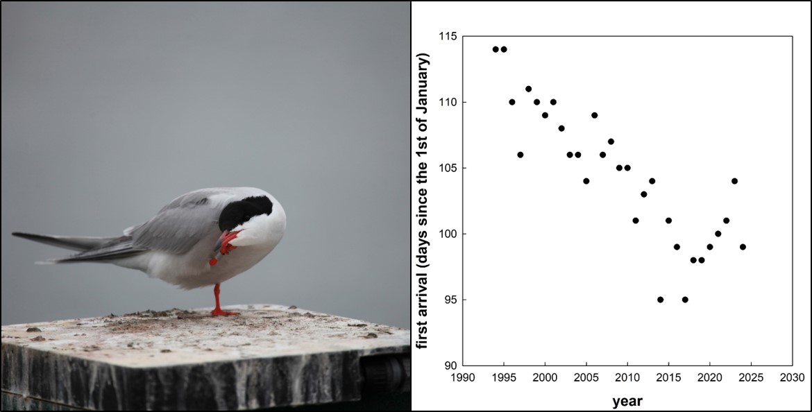 They're back! 15-yr old Blake was the first of four terns to be registered by our automated registration system at the Banter See this year. Blake winters in Mauritania and made it back 08/04/2024 at 11:45. #phenology #ornithology #ternscience