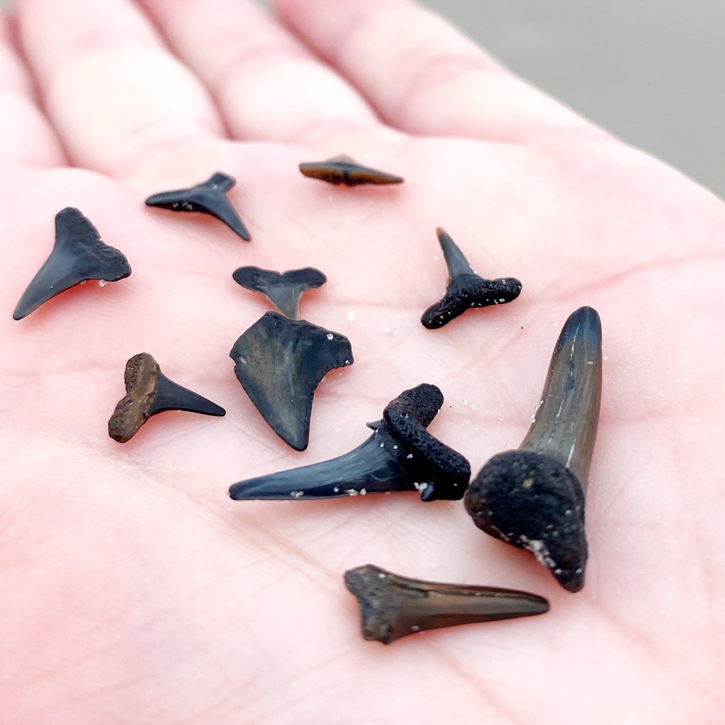 When was the last time you found a shark tooth at the beach?