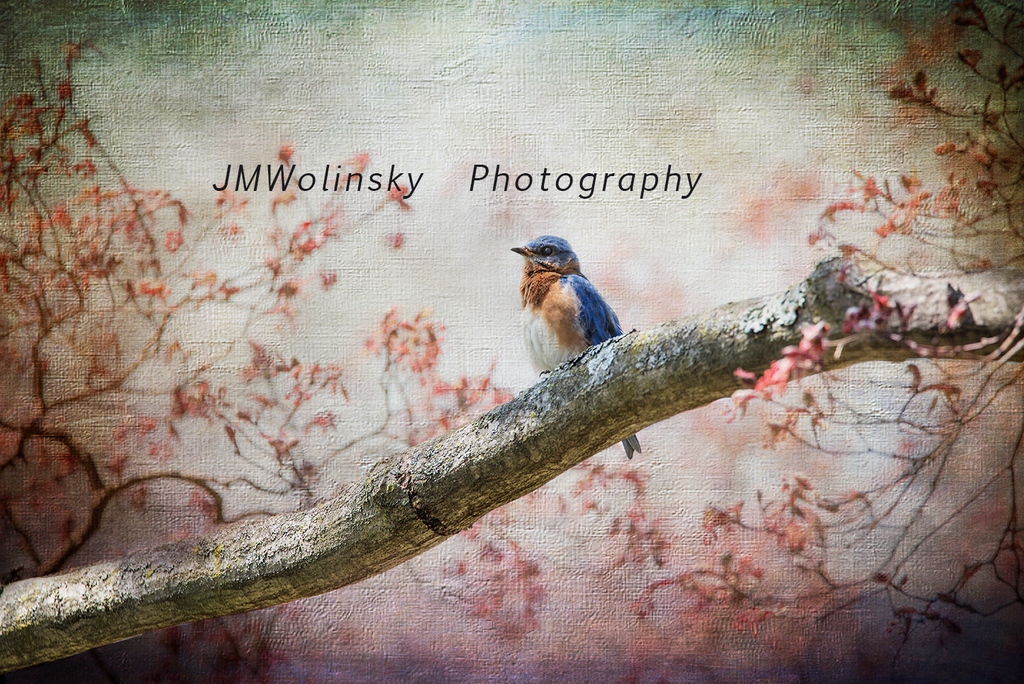 Eastern #Bluebird n image of an #EASTERNBLUEBIRD sitting on a branch in one of the trees in my backyard, in Thornton, #Pennsylvania. Some textures and overlays were added to the print to give it a more vintage look.