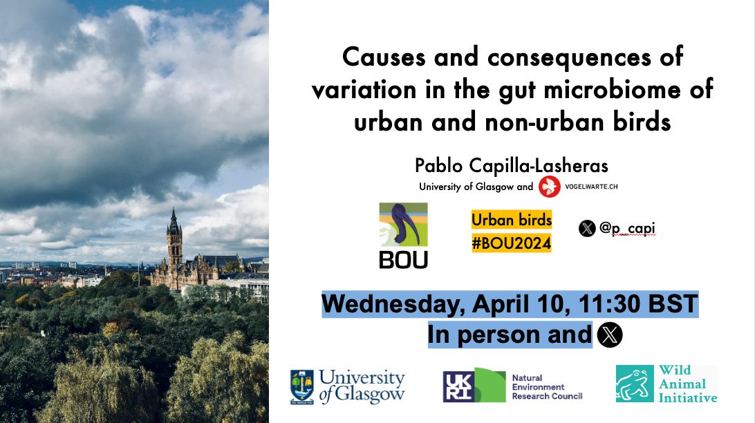 Looking forward to Urban birds #BOU2024 conference! Excited (and a wee frightened) to open session 2 #SESH2 tomorrow. Keen to chat gut microbiomes, migration and urban ecology & evolution in general! 👋 🦉 🏙️