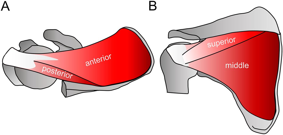 Tension Distribution in Articular Surfaces of the Rotator Cable and Crescent. A Cadaveric Study.

#basicscience #shoulderelbow

bit.ly/3xjyOpc