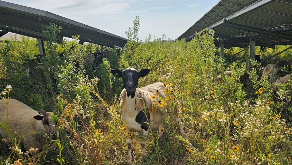 shakervillageky's tweet photo. Our flock of 40 Shetland Sheep are grazing on the @lge_ku solar field. Our sheep act as lawn mowers munching down the grass. As the season continues the flock will grow to 150 sheep...that's a lot of "mowing."
https://t.co/0FfZWYStg4 

#ShakerVillageKY #sheep #solarfield https://t.co/cz3jogklPU