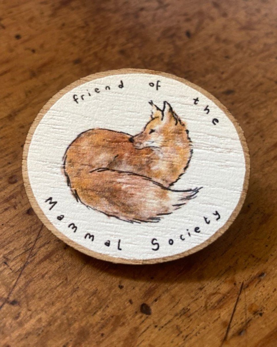 Did you know you can get this adorable exclusive signed shrew painting by @aliciahaydenart or this 'Friend of the Mammal Society' fox badge also by @aliciahaydenart by donating to our Crowdfunder? There's less than a week to secure your print or badge: buff.ly/431aBQk