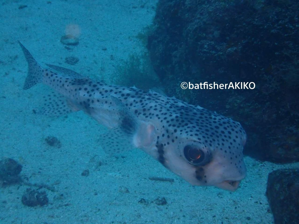 これはご機嫌な野生のフグ🐡
#Ecuador
#エクアドル
#Galapagos
#ガラパゴス諸島
#GalapagosBluePorcupinefish
#ガラパゴスブルーポーキュパインフィッシュ
#ScubaDiving
#ダイビング