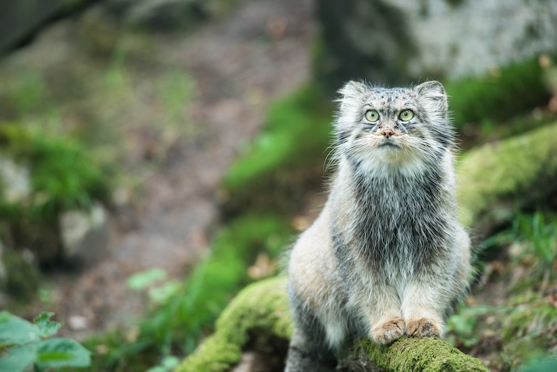 Five Conservation Projects Working to Protect The Elusive Pallas’s Cat Awarded €50,000 thehighlandtimes.com/five-conservat… @snowleopards @rzss