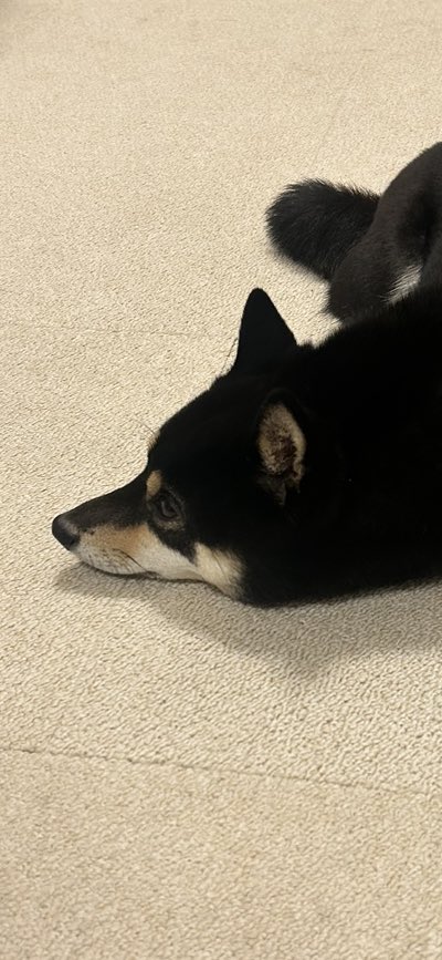 ずっとソファにいたのに、定時になるとそっと主の後ろに来てお散歩待機する柴犬はこちら… よく見ると寝てなくて、こっちの動向を伺う目つきが…（笑）早く散歩行こうね笑