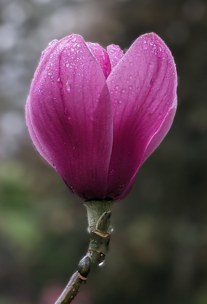 A very wet Tuesday calls for some spirit lifting spring colour. Here’s the Magnolia sargentiana ‘Serene’ looks stunning, even in the April showers at #BodnantGarden perfect for a moment of #BlossomWatch @nationaltrust @NTCymru_