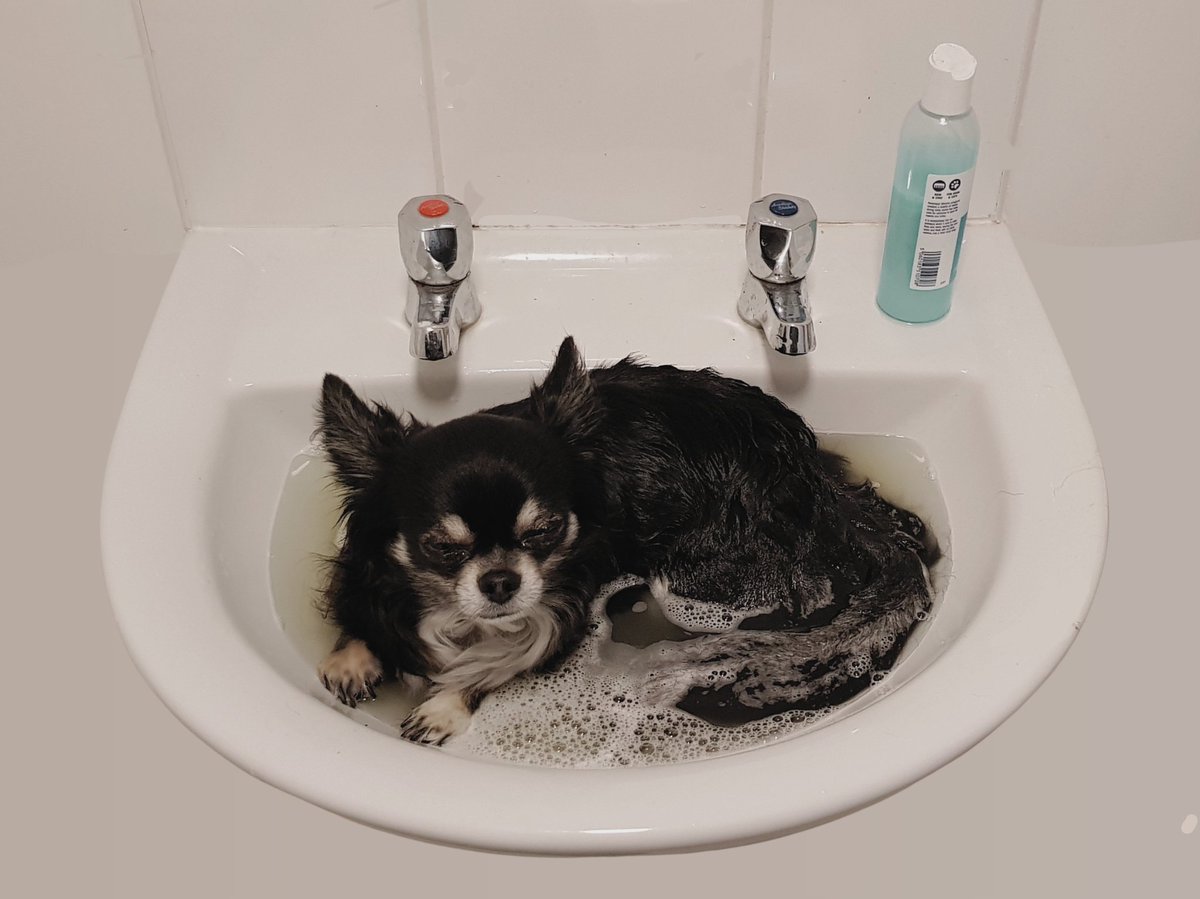 RenateKriegler's tweet photo. Just soakin ma dirty erse at the spa like.
#Chimigos
https://t.co/b2GQUvMcod
#ChihuahuasOfTwitter
#Chihuahuas
#Chihuahua
#chisoftwitter
#ChihuahuaLife
#DogsOfTwitter
#BathTime
#BathTimeBaby
#BathTimeBliss
#instachihuahua 
#instadog 
#DogSpa
#SpaDay
#ChihuahuasOfScotland https://t.co/PhOKZENVZM
