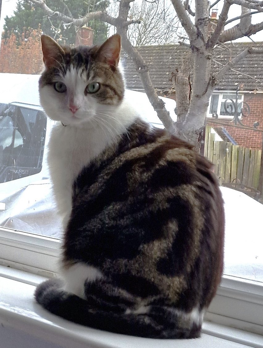 McCoy is missing from the Mandeville Rd side of Southcourt, #Aylesbury HP21. If you see him, please contact Identibase via their post below identibase.co.uk/lost-and-found… #MissingCats #CatsOfTwitter #CatsOfX