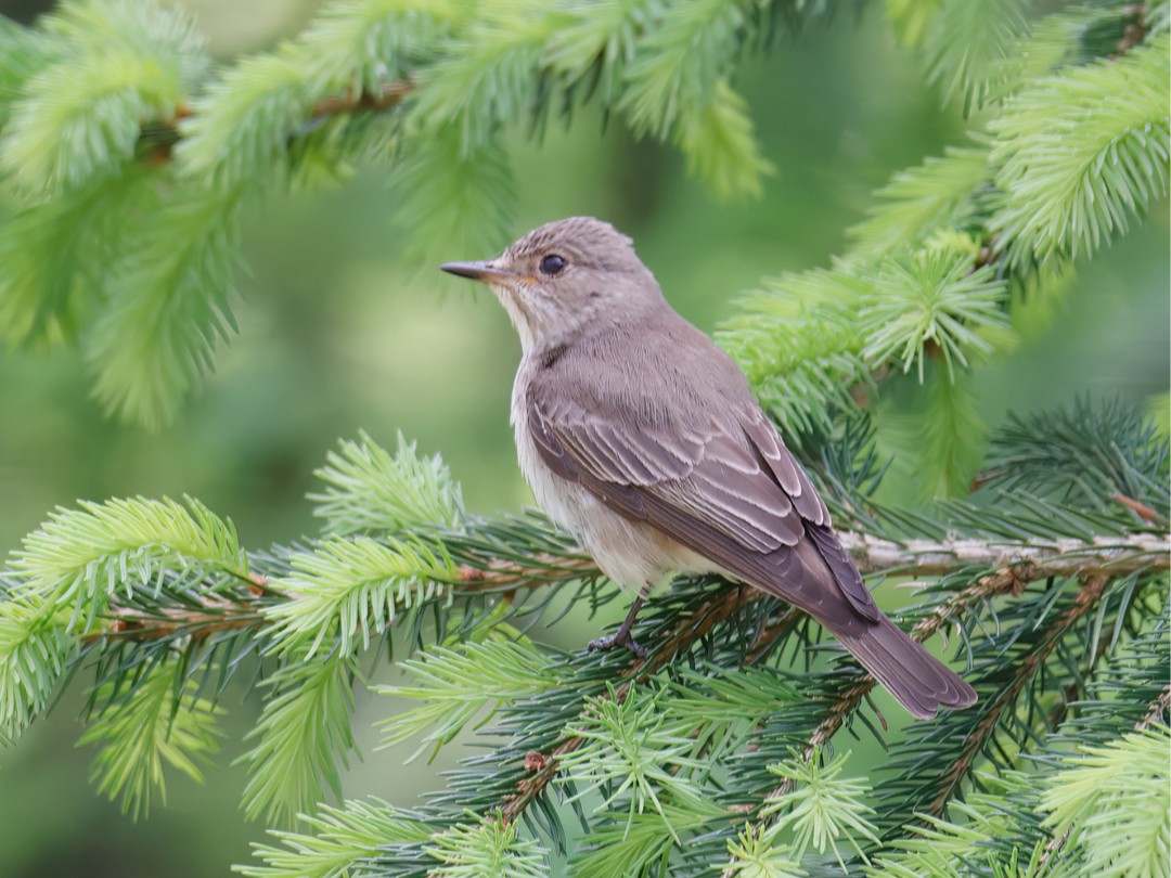 👀 Which #MigratoryBirds have you spotted?

🐦 Around 4,000 different species of birds are regular migrants.

🌍 Many come to the UK as temperatures warm and leave during autumn or winter.

👉 Learn which birds you can expect to see this spring: bit.ly/3IZUpps