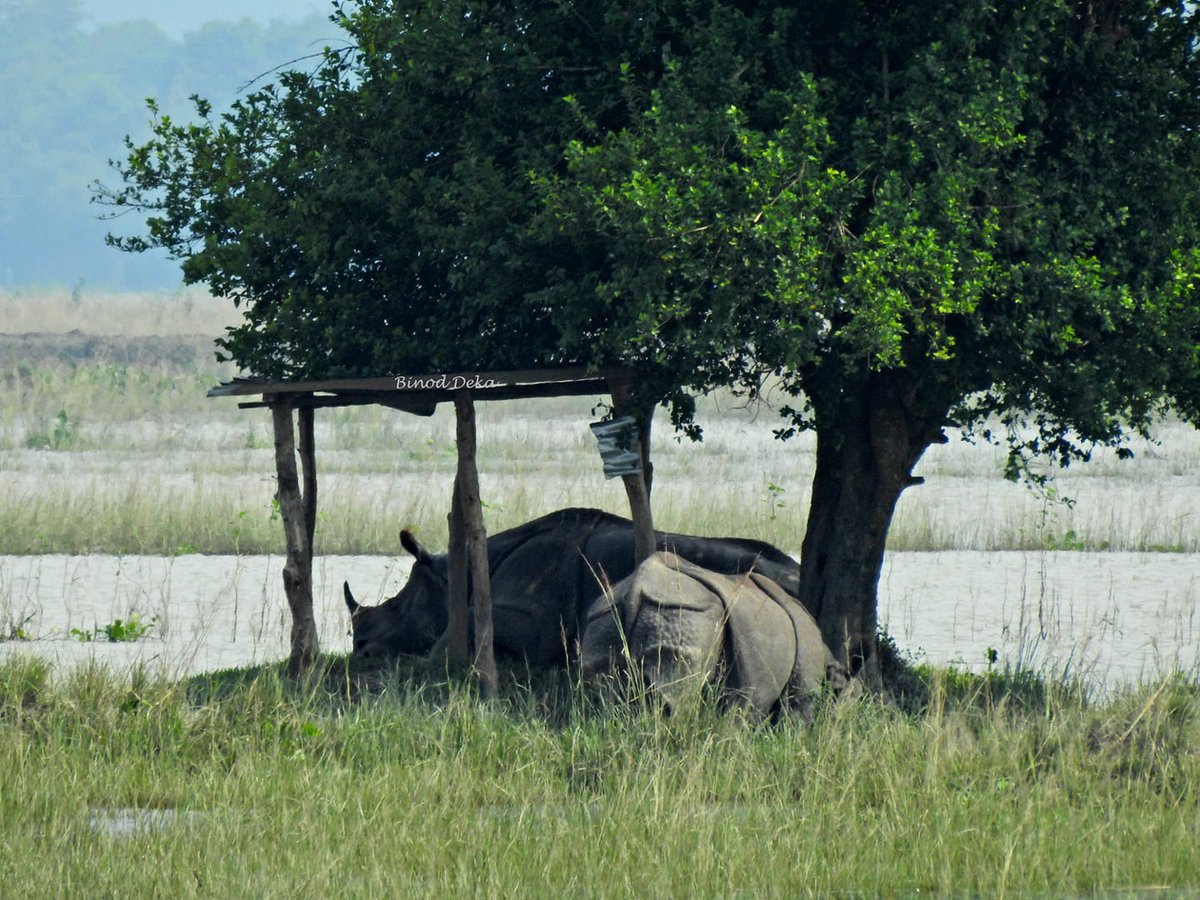 #Indianrhino Two rhinos were spotted taking rest under a farmer's shed after venturing into human habitation
