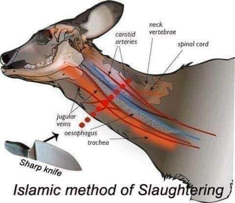 Image Halal Islamic Method of Slaughtering