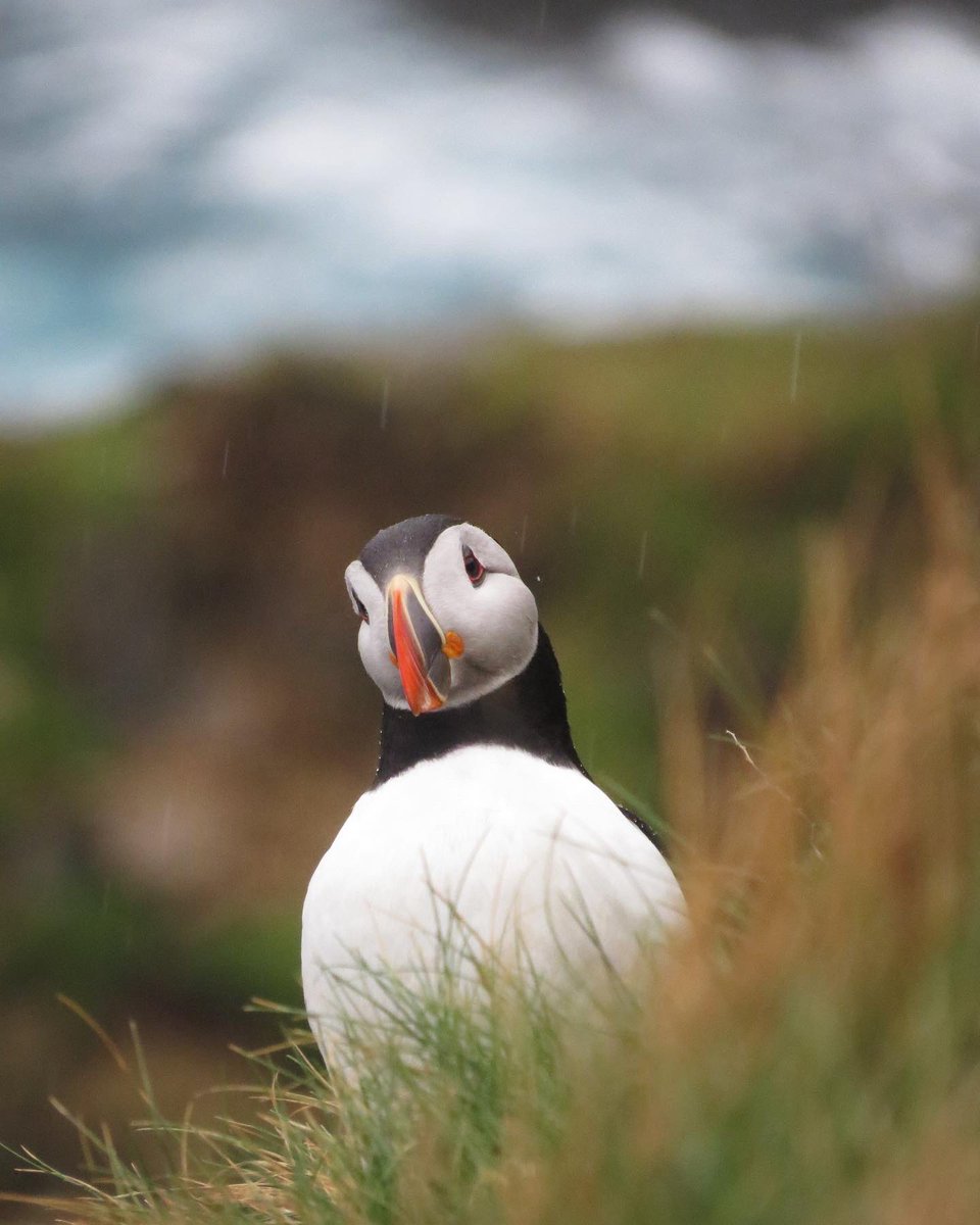 The wait is finally over! After 8 months at sea, Puffins have returned to the grassy cliff tops beneath the Lighthouse. They will stay here for the summer breeding season, before departing in early August. Over the next 4 months, we’ll share lots of updates from the cliffs.