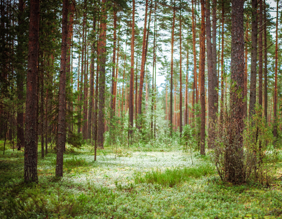 RCKpartners's tweet photo. Within this movement, companies dedicated to habitat restoration, species conservation, and biodiversity play a crucial role. In our latest blog, read more about the role of R&amp;D tax relief for supporting innovation in the Ecology sector. 

https://t.co/rq1YH0dTIV https://t.co/tBU8WtjOgi