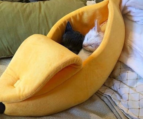 'It's all about the grind!!' No it isn't silly it's about being a little kitty cat and taking a nap in the banana bed actually