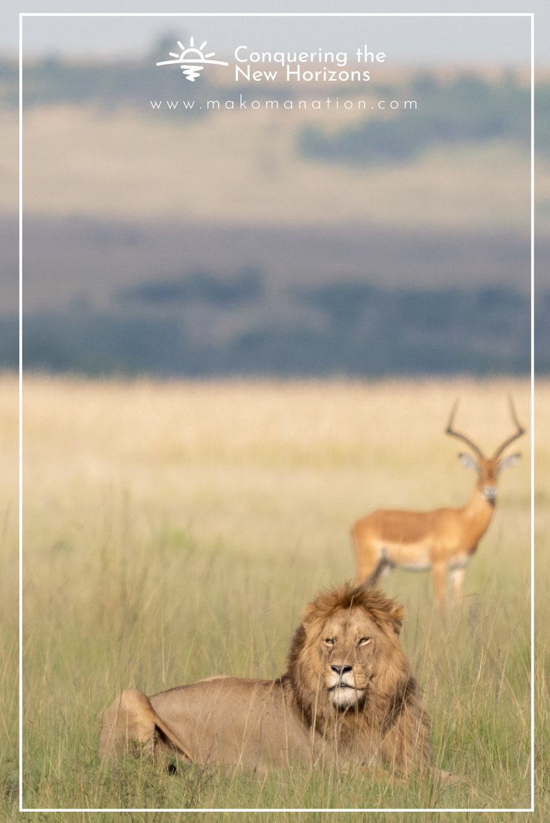 This impala in background enjoyed stalking the Lion in Mara .It's always funny to me that even though there is a pride of lions 50 yards away, the Impalas just loiter around instead of moving to another area. But the danger that you can see is better than the danger you can’t see