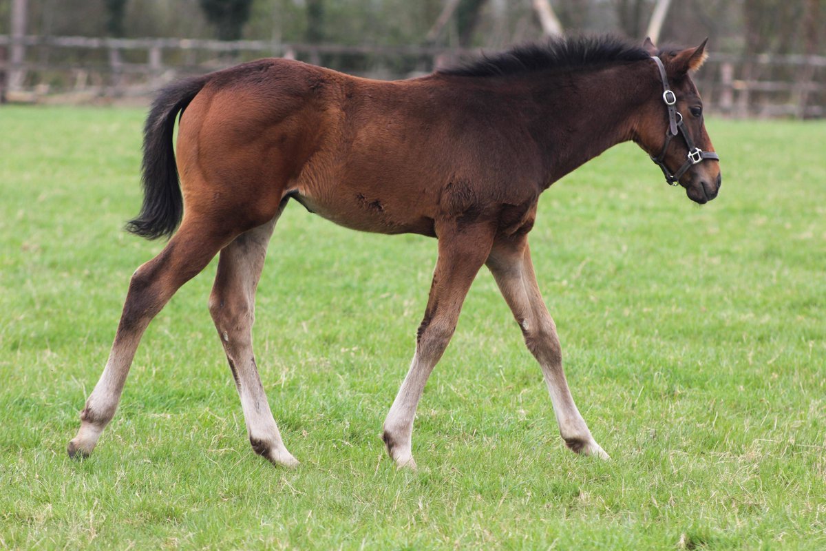 Our first foal born on the stud (a colt by Sergei Prokofiev) is developing really nicely 🤩 They grow too quick...🌱 #firstfoal2024 #foaling2024 #sergeiprokofiev #NSfoaling #futurechampions #firstseasonsire #futurewinner #thoroughbred #foal #racehorse #strong