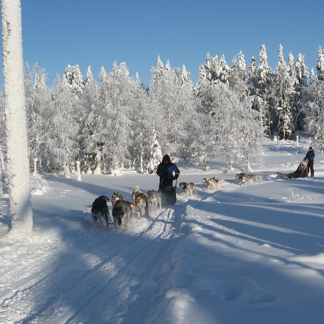 Bookings now open for winter 2025! 🎉 Discover Husky Sledding in the Wilderness (Finland) - A remote yet accessible dogsled tour driving your own husky team to wilderness cabin with sauna - 27.01-31.01.25, 23.02-27.02.25 & 16.03-20.03.25 🛷🐺❄️ naturetravels.co.uk/husky-tours-fi…