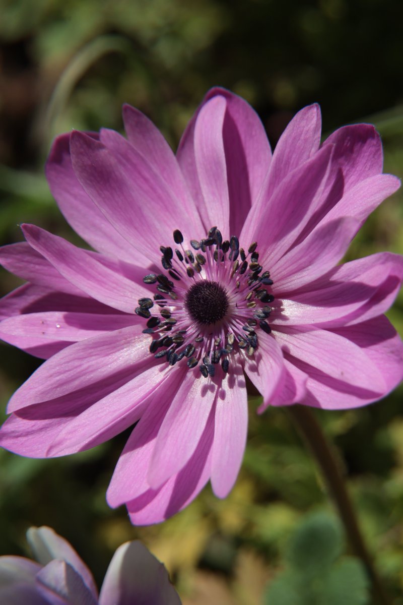 Anemone ☺️