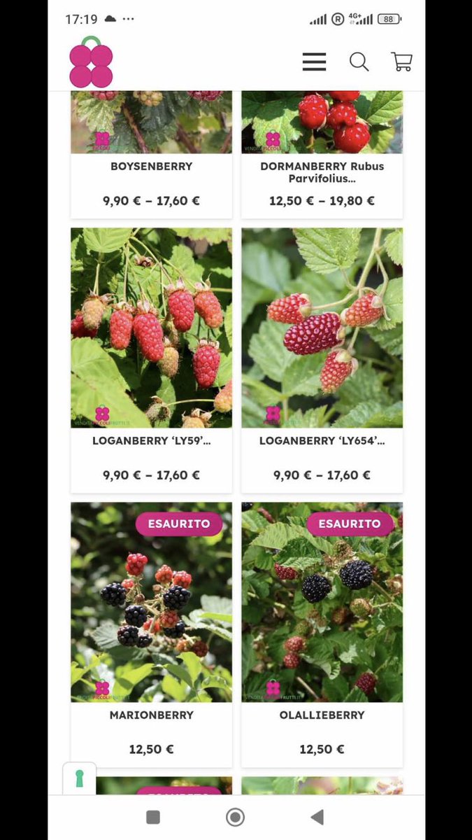 Been looking for the ollalie berry for sone time , an American Rubus