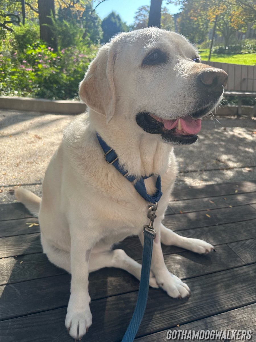 It’s a beautiful day in the neighborhood! 🌞
#ILoveDogs #GothamDogWalkers #DogBoarding #DoggyDaycare #DogWalkers #DogWalk #DogWalkingLife #DogLife #Dogs #DogModel #DogPhotos #CuteDogPics #HappyDoggy #MorningsideHeights #DogWalkerNYC #NYCDog #WhiteLab #WhiteLabSquad #Labradors