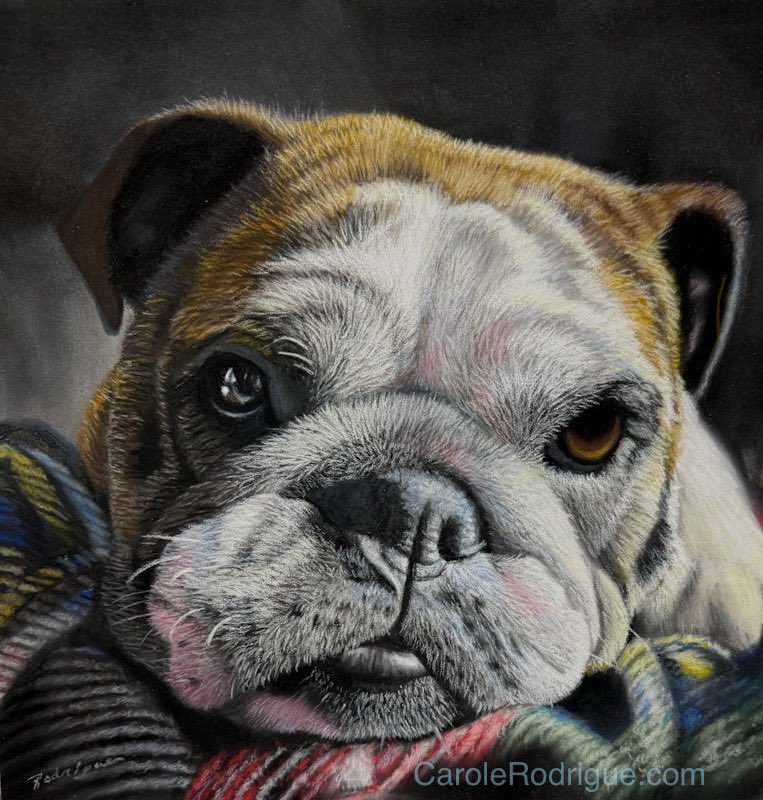 It’s been a while since I posted! Painted several pieces lately, and here’s one of them.  This is Birdie, 11 x 14 pastel, private commission. I just love her little pouty mouth!  #bulldog #artshare #petportraits