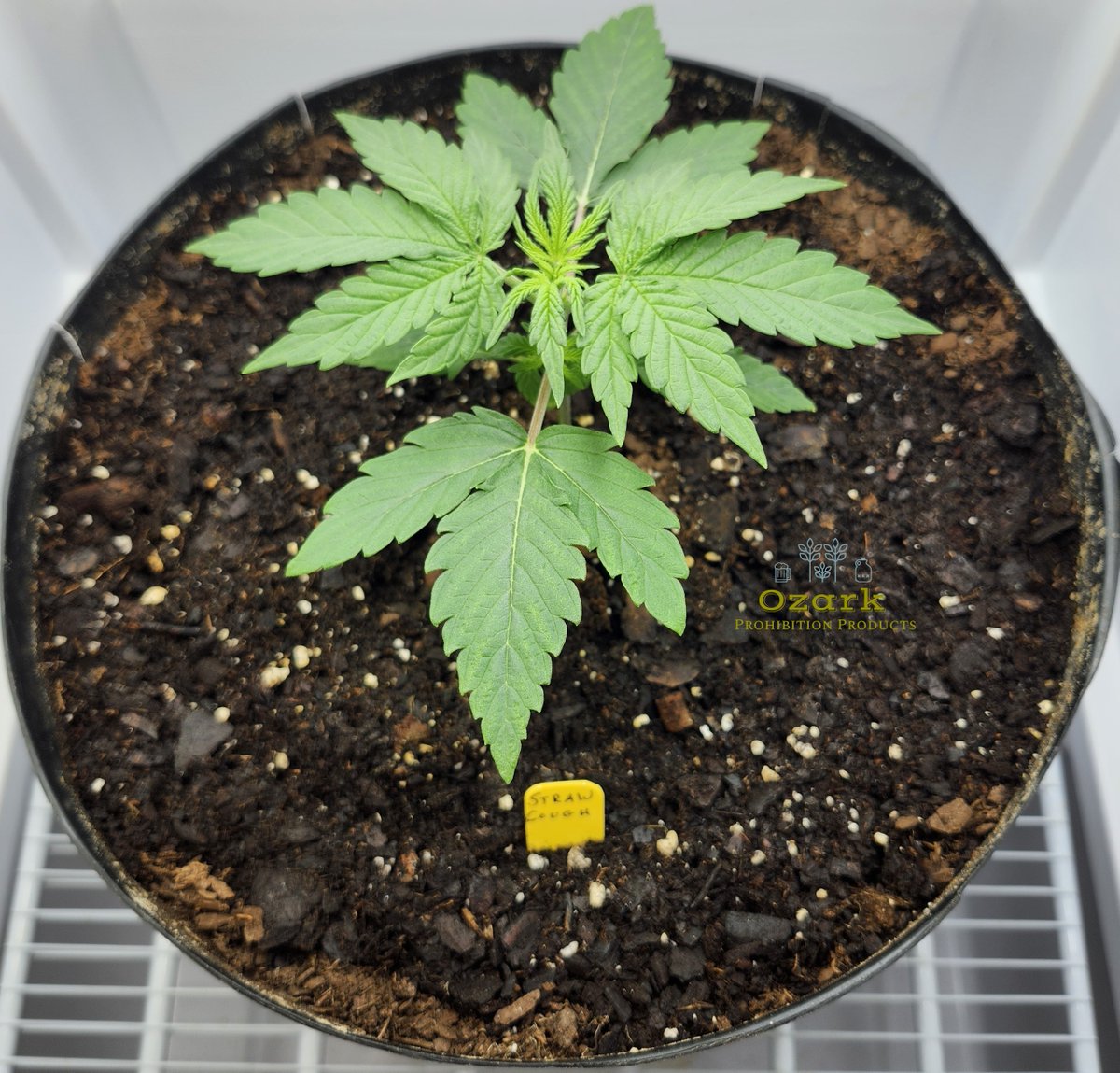 🍓Strawberry Cough Testing 🍓 We produced over 100 Strawberry Cough Feminized seeds in the last session...testing the seeds now and this one is in Week 2 Veg 🌱 #CannabisCommunity #cannabisculture #growyourown #CannaLand