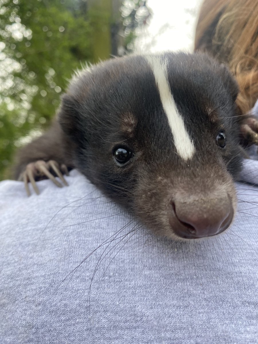 Pongo does love a cuddle! He is one of five skunks that have ended up here via the #exoticpettrade due to their needs not being able to be met as pets. If you're thinking of getting a pet, #AdoptDontShop and please get an animal that is already deemed domesticated.