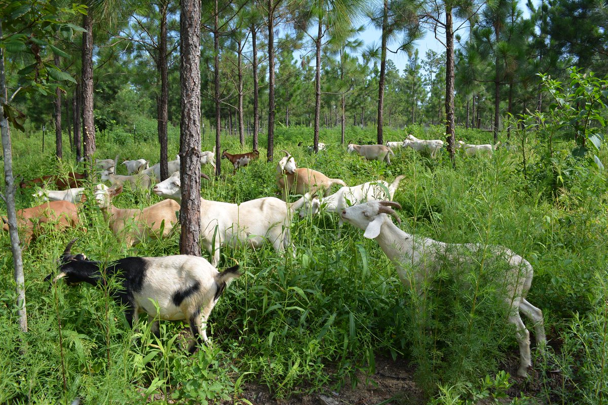 Harmony always brings balance and prosperity... land and animals in mutual support 
#SaveSoilMovement  #SaveSoilForClimateAction  #SadhguruWisdom 

@ICRAF  @Agrofarma_news @Agrinsieme