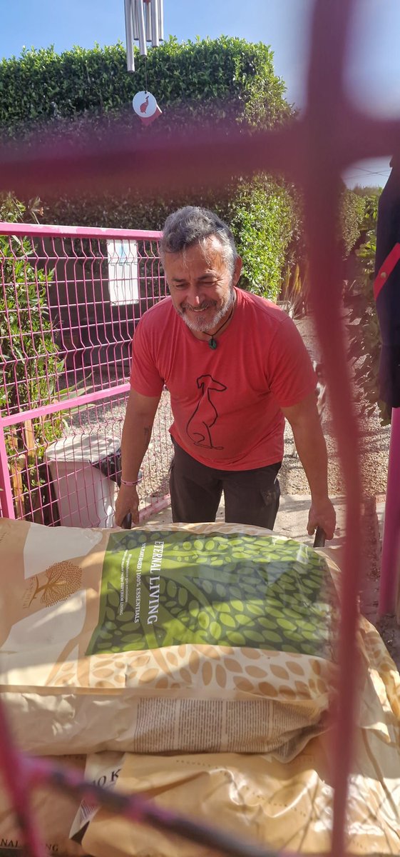 This is THE best feeling in the world. 🩷 We love to see the food holder full! #galgos #adoption #nonprofit #rescue #adopt #DogsForAdoption #dogs #AdoptDontShop #RescueDogs #112CarlotaGalgos