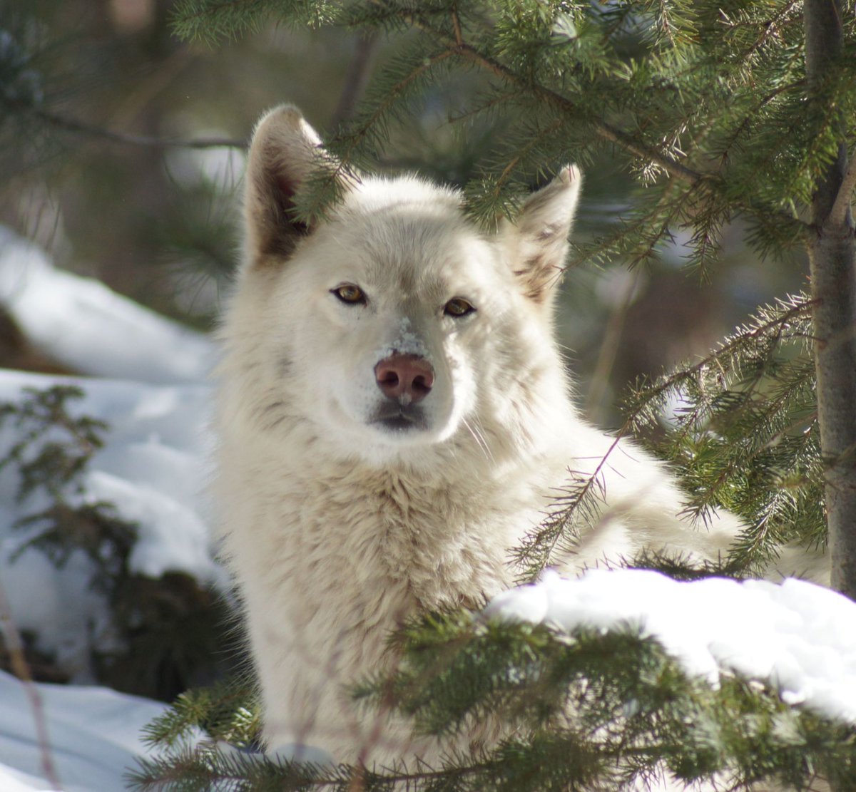 WOLFSanctuaryCO tweet picture