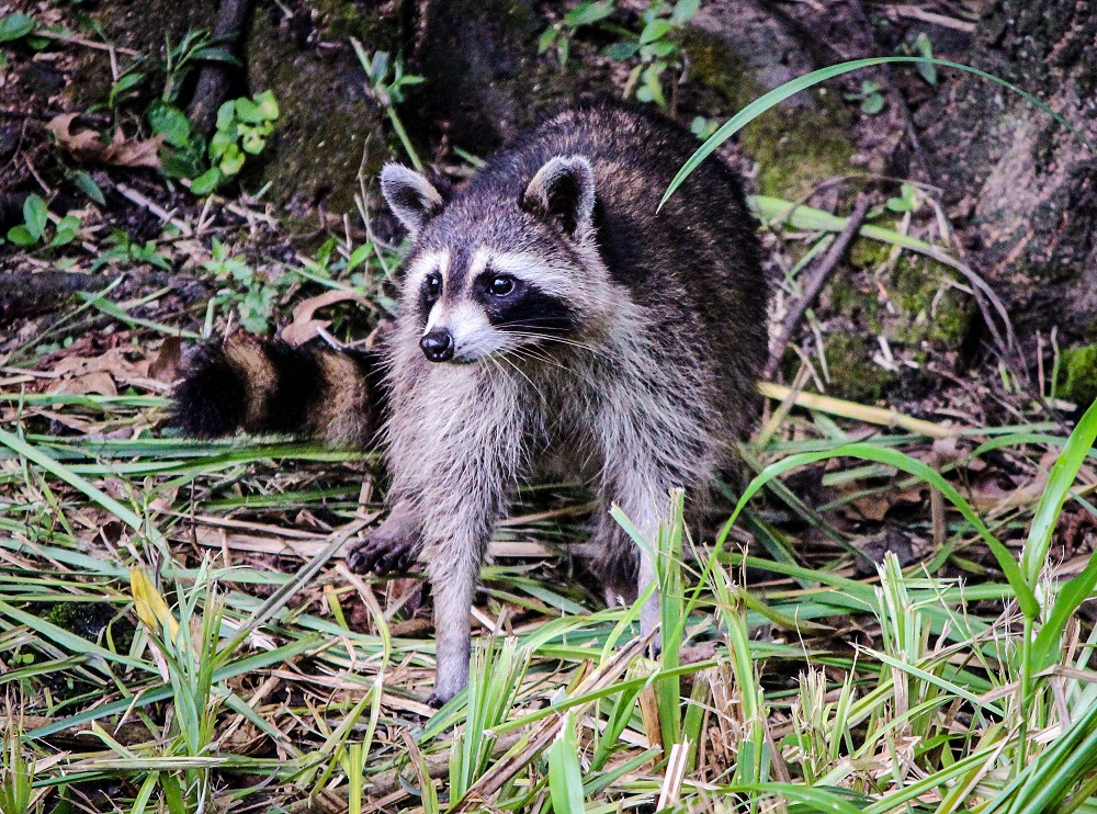 FloridaControl's tweet photo. Dealing with unwanted critters in your home or yard can quickly put a damper on any outdoor adventure. That's why we offer comprehensive wildlife control services. Request a quote today! #WildlifeControl https://t.co/Gna4SF7pwr https://t.co/d37JVgJ0Gh