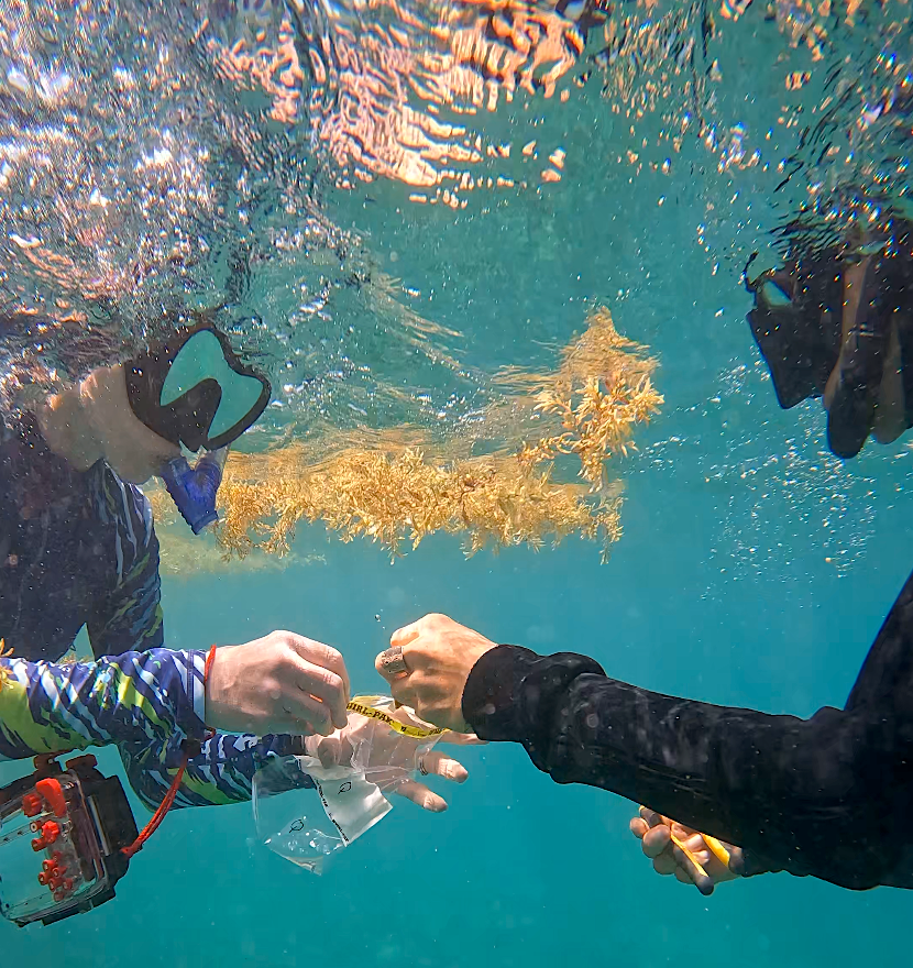 🪸🦠🔬 #WHOI microbial ecologist @AmyApprill is teaming up with colleagues at Elkhorn Marine Conservancy in #Antigua to investigate the link between the island’s marine microbiome and coral reef resilience! 📸 courtesy of Elkhorn Marine Conservancy