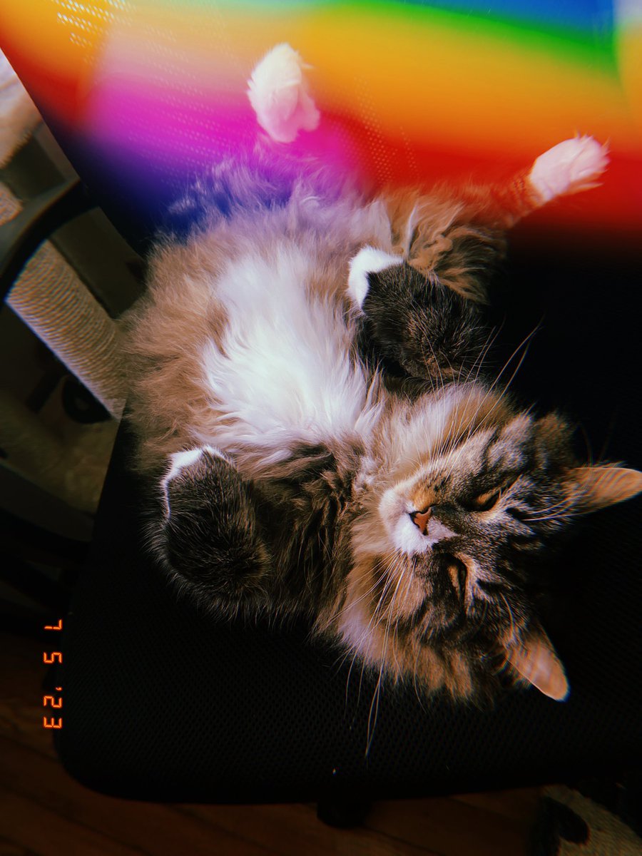 Donate $100 or more for the chance to feature YOUR pet in a monthly newsletter 🐰🐷🐶

pittsburgh-ultimate.org/p/help-us-brid…